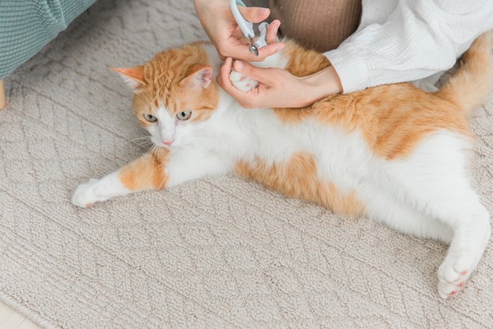 床の上の猫の爪を切る人