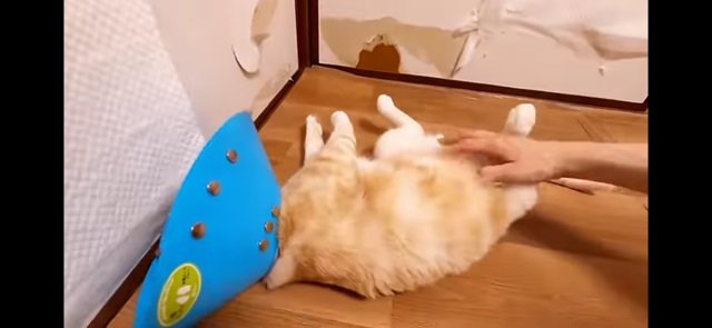 おなかを触られる猫