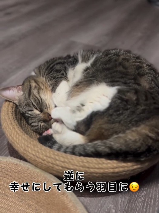 寝ている猫