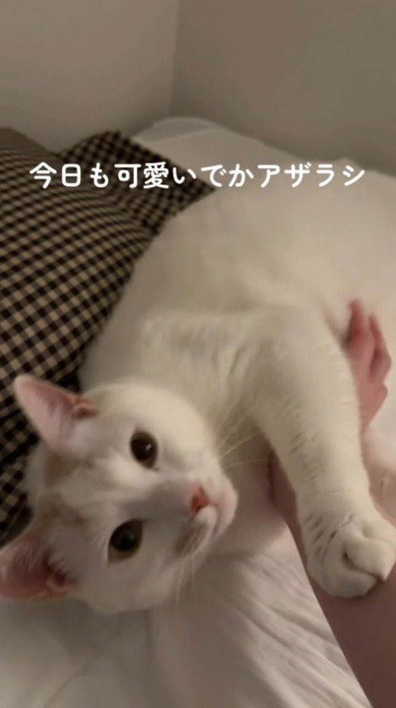 お腹を撫でられながら、飼い主に視線を送る猫