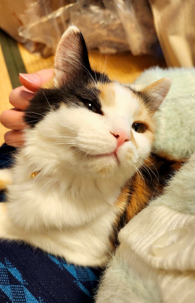 撫でられて優しい表情の三毛猫