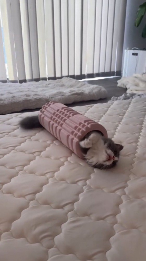 ピンクのフォームローラーの中でくつろぐ猫