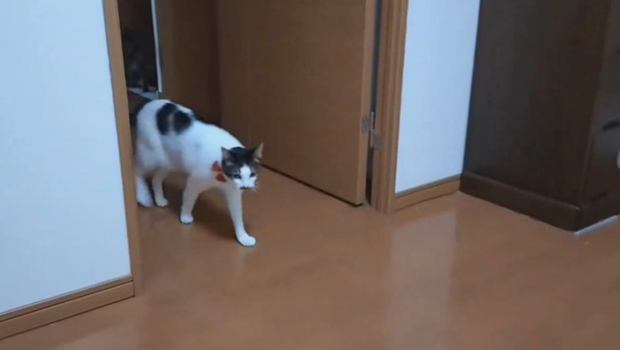 のそのそと登場した姉猫のチャコちゃん