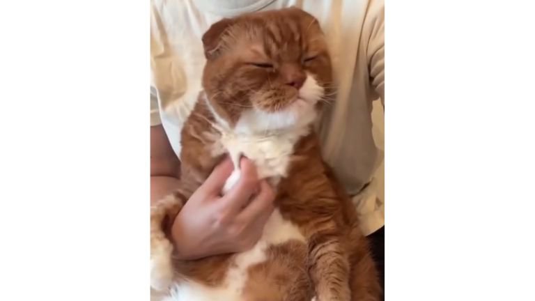 抱かれている猫