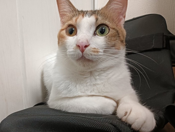 右前足を畳んで座る猫