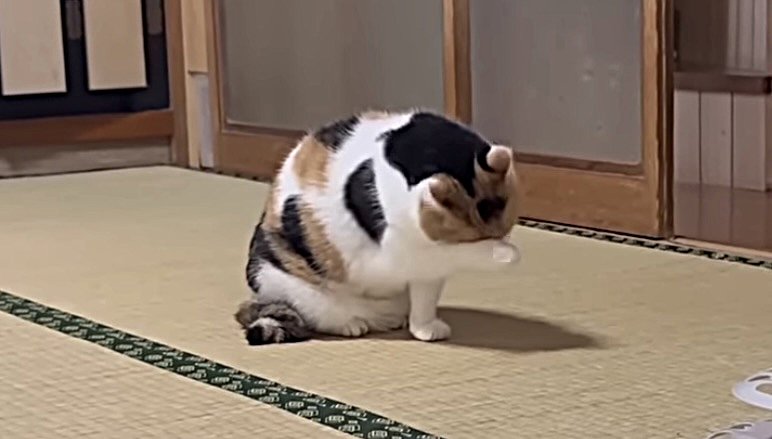 顔を洗う猫