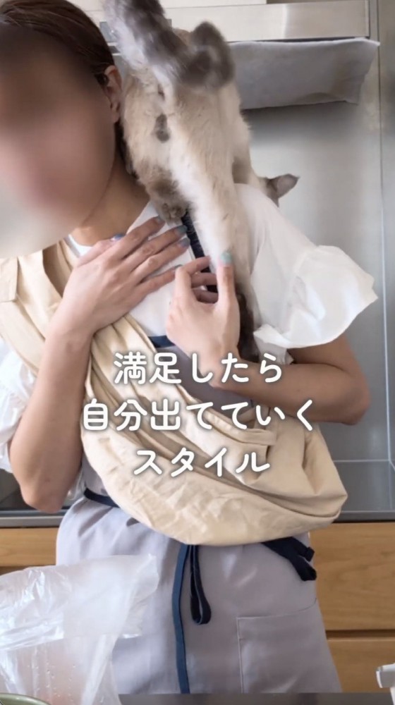 抱っこ紐から抜け出す猫