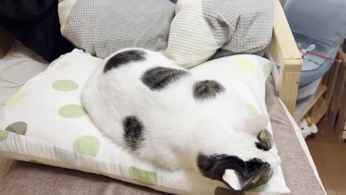 枕の上に寝る豆大福さん