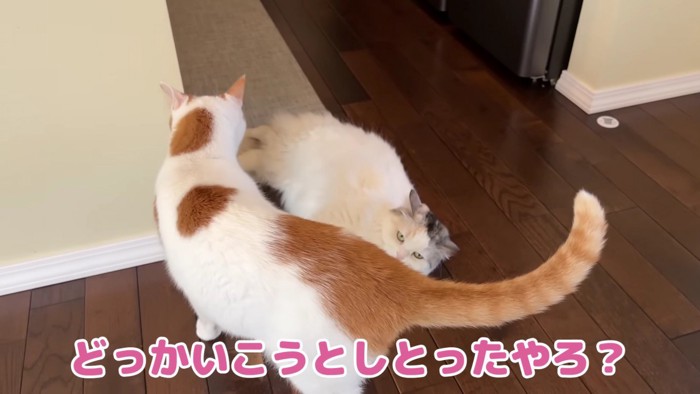 廊下二いる猫2匹