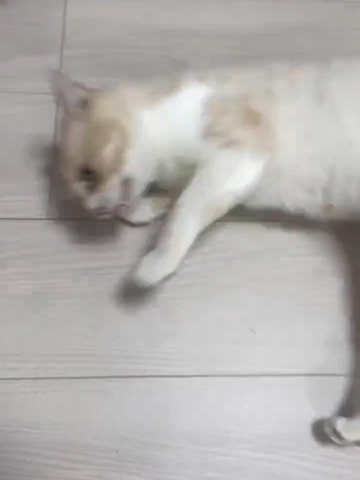 横倒しになる猫