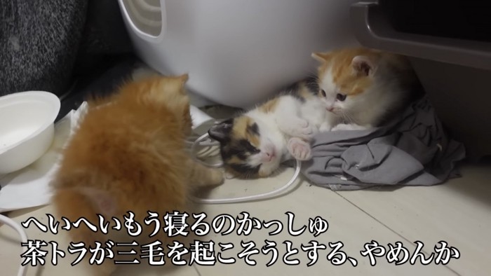 3匹の子猫が遊ぶ写真