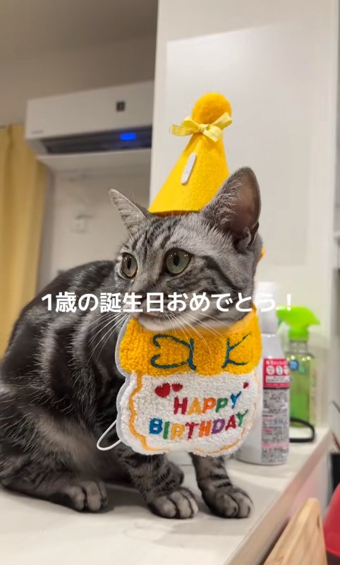 誕生日の格好をしている猫