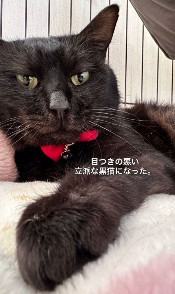赤い首輪をつけた猫