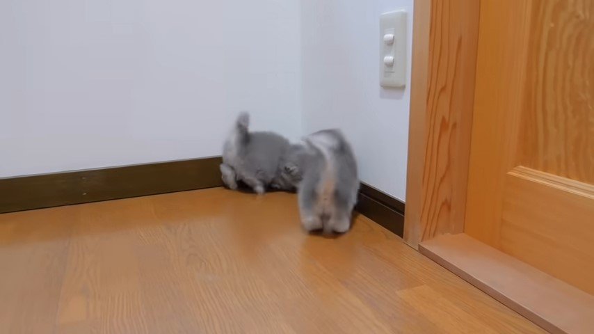 子猫に飛びかかる子猫