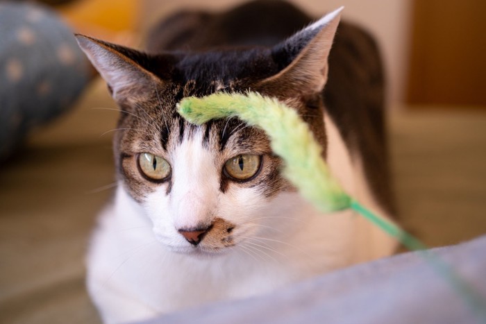 おもちゃに興味をしめさない猫