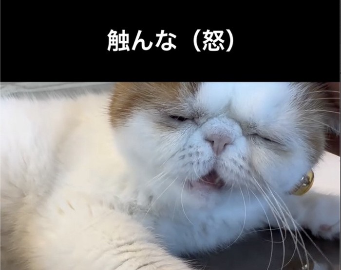 眠すぎて怒る猫