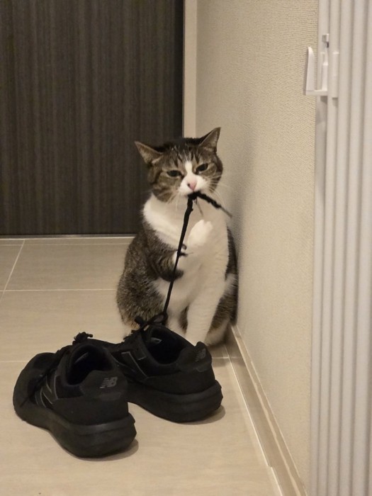 靴紐を噛んで睨みつける猫