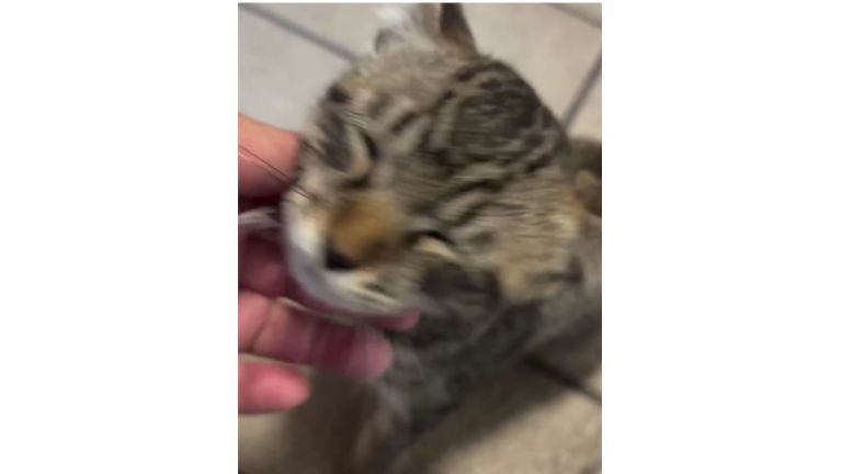 甘える子猫