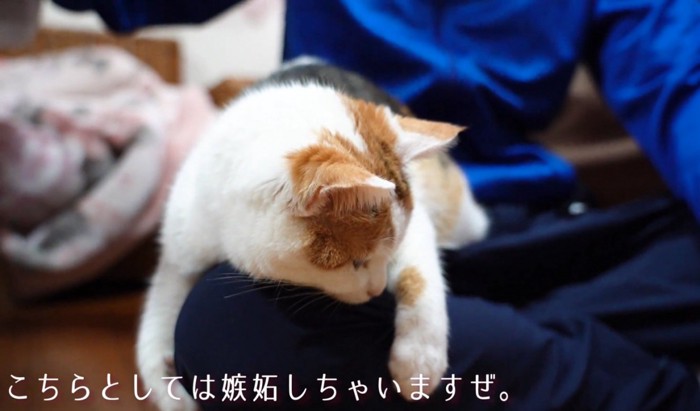 メロメロな猫