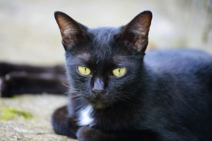 香箱座りの黒猫