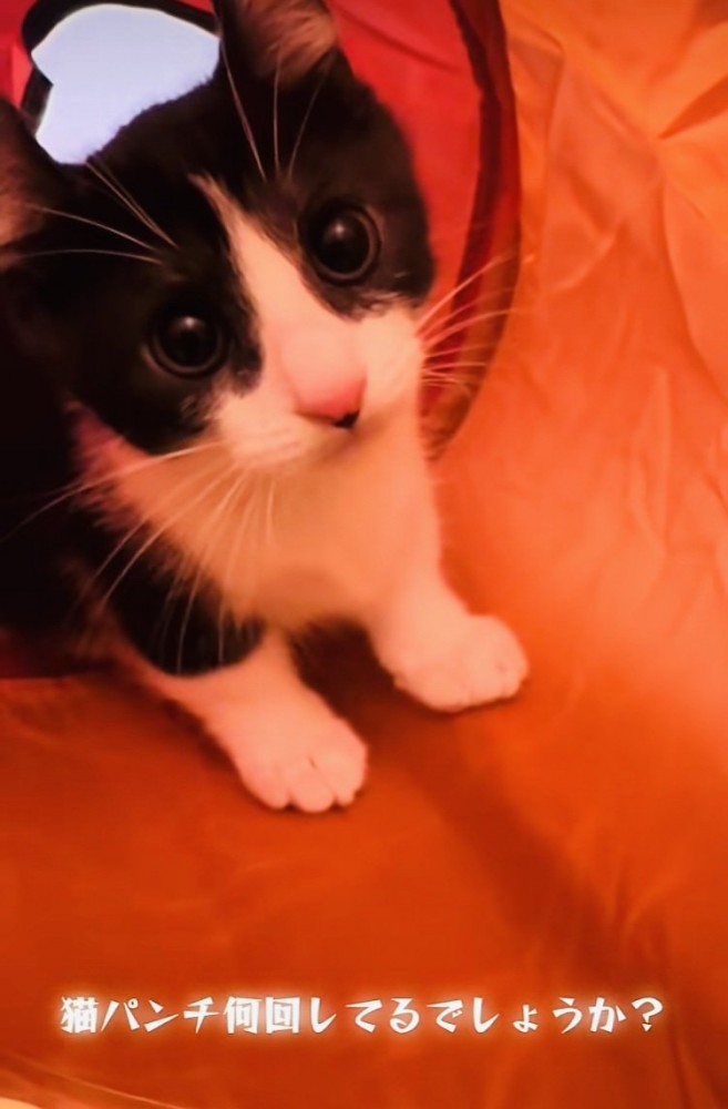 猫用トンネルの中の子猫