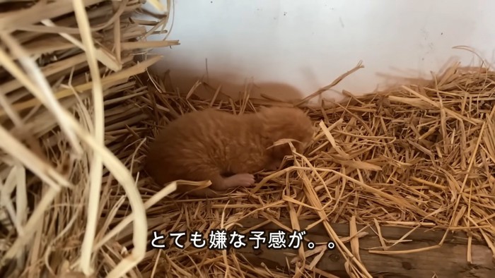 わらの上にいる子猫