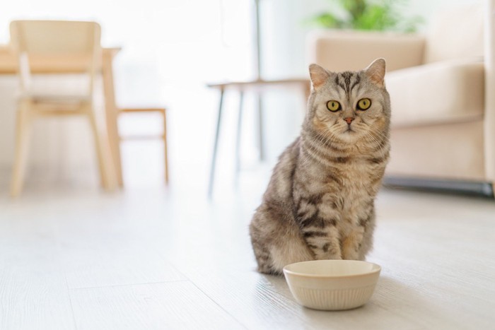 フードボウルとサバ猫