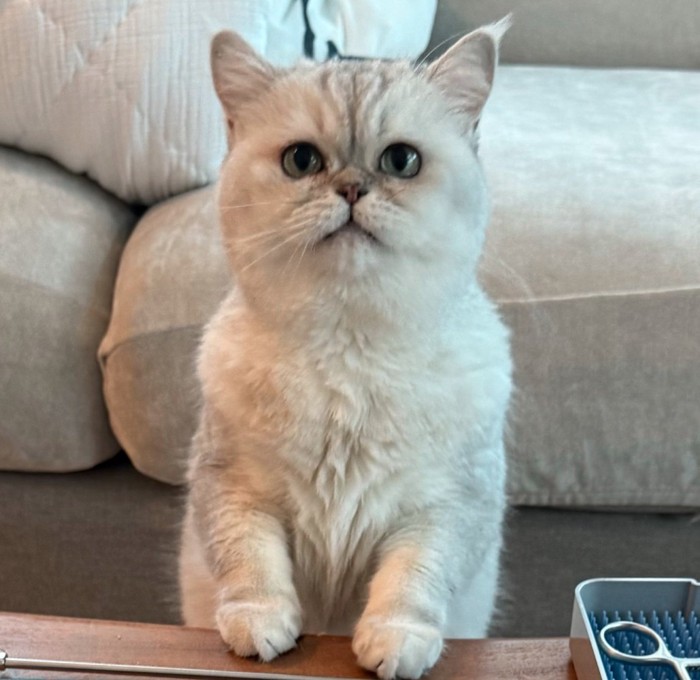 真っ直ぐ見つめる猫