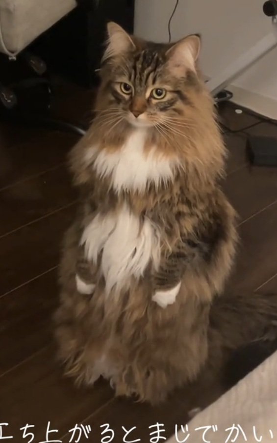 立ちっぱなしの猫