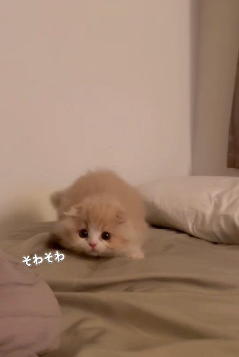 布団の上で身を低くしている子猫