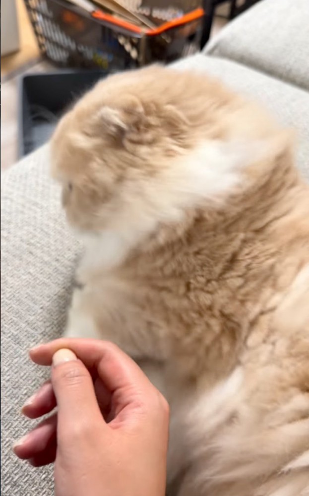 拒否する猫
