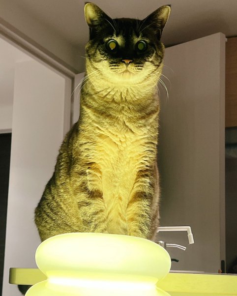 座っている猫の全身