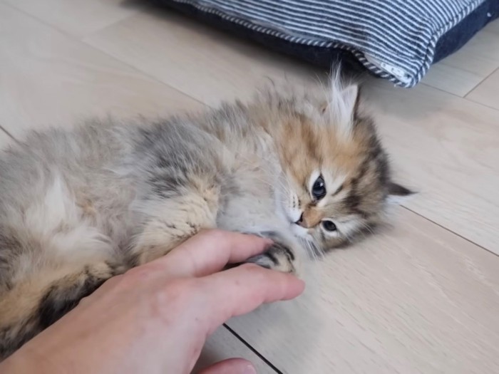 横向きになった子猫