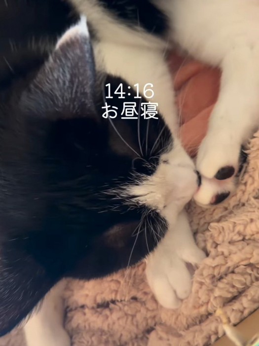 寝ている猫