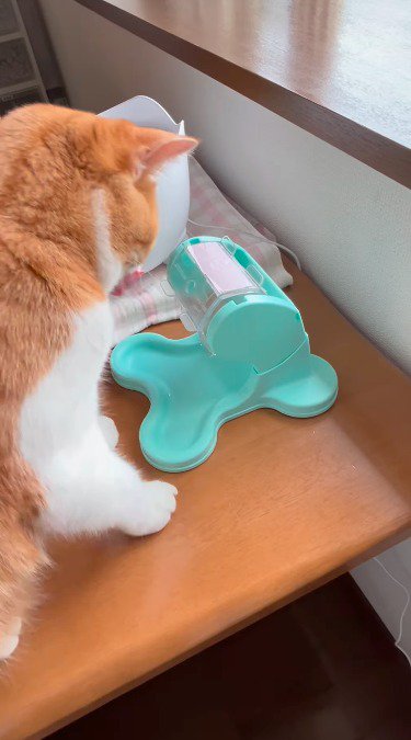 おもちゃを見つめる猫