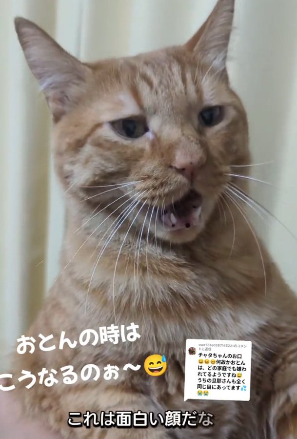 口を開ける猫