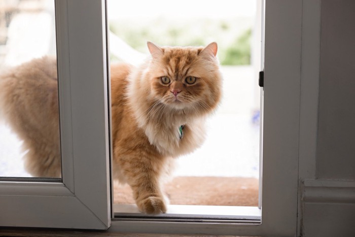 帰ってくる猫