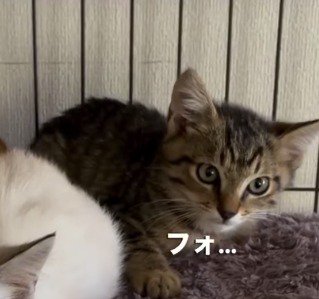 警戒しながらケージの外を見つめるキジトラ柄の子猫