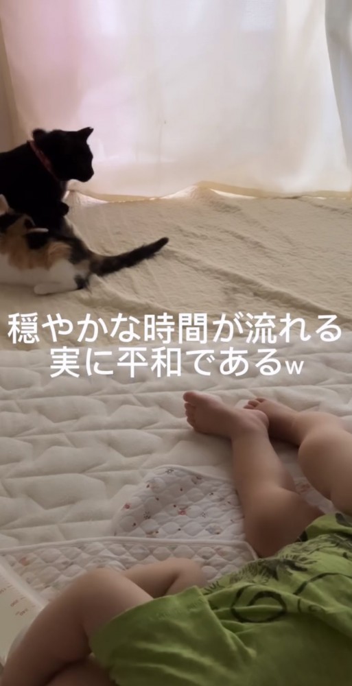 赤ちゃんが寝た後の猫達