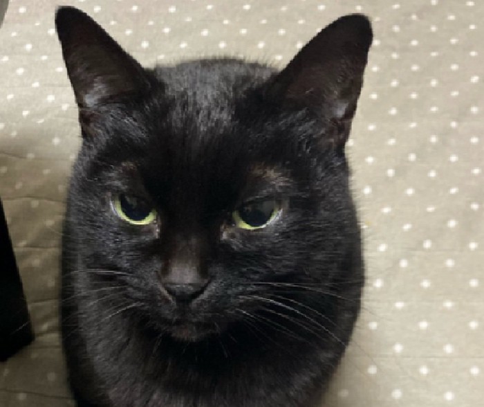 ブチギレている黒猫ちゃん