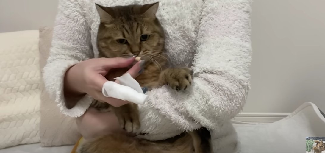 抱っこされながらおやつを食べる猫