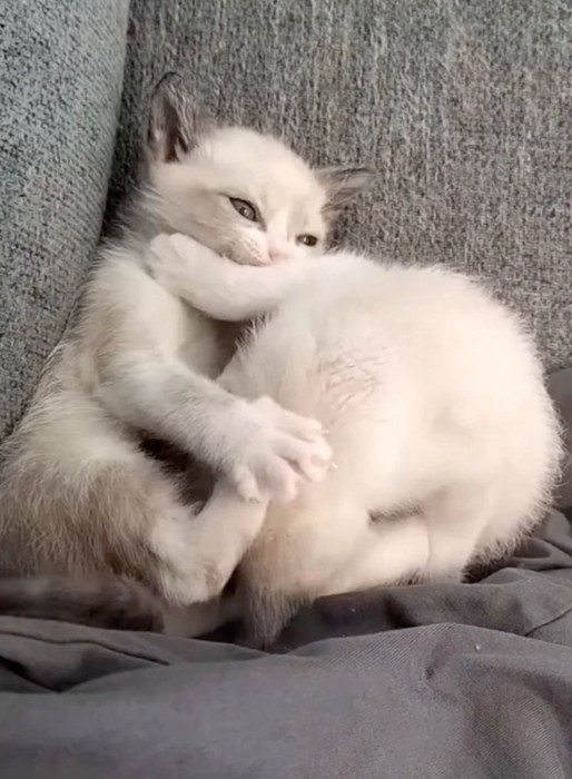 戯れる2匹の子猫