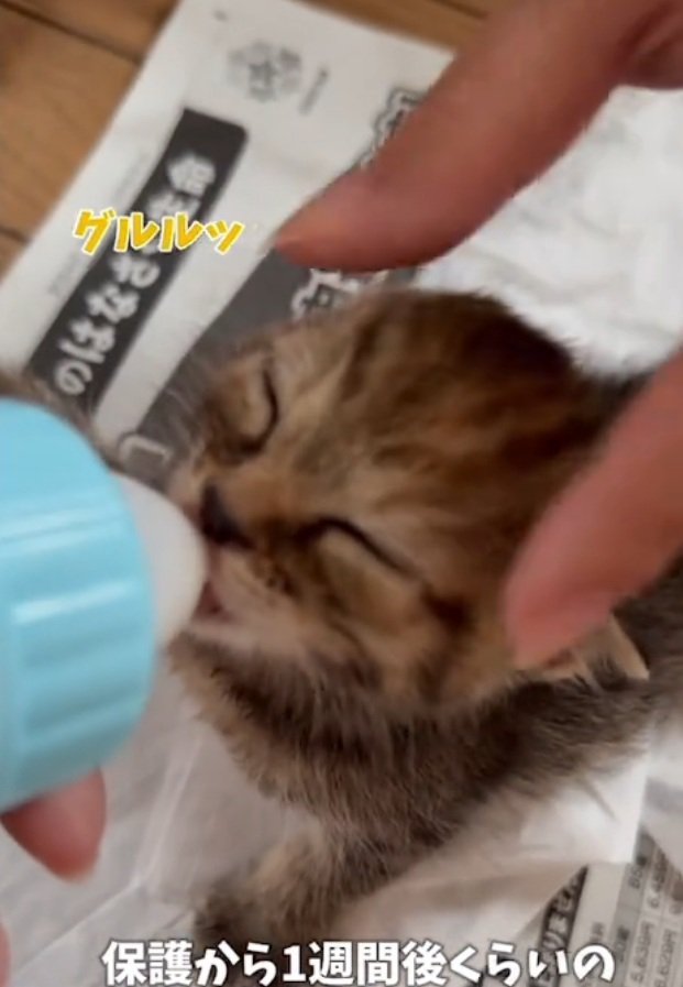 ミルクを飲むツナちゃん