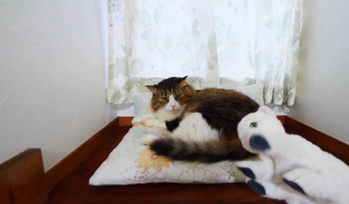 困惑する猫