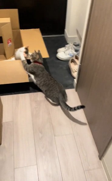 箱で遊ぶキジトラ猫と三毛の子猫