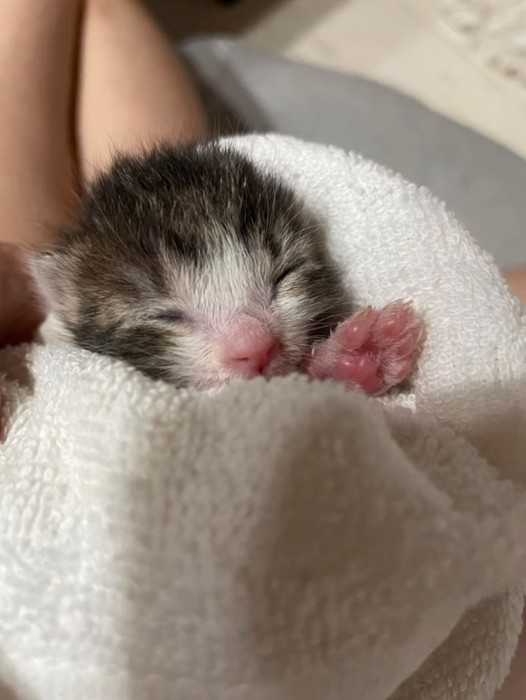 赤ちゃん猫の肉球