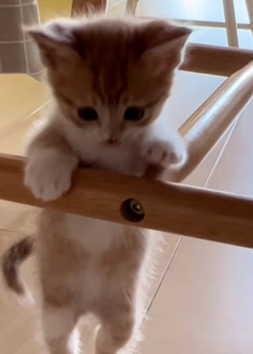 登りたい猫