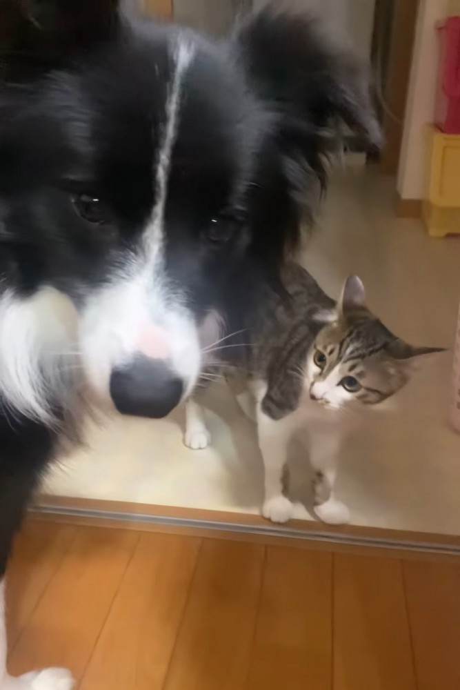 カメラ目線の犬