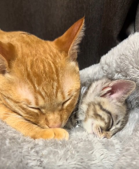 茶トラ猫と一緒に寝る子猫