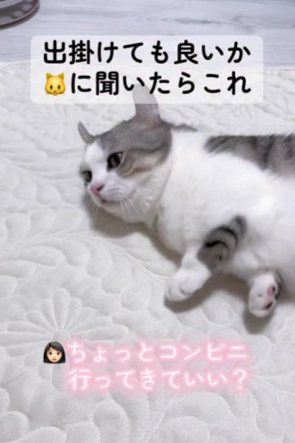 床にごろんと転がる猫